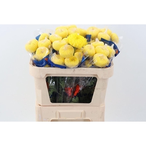 CHR G ASTROID CHR G ASTROID YELLOW