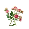 Rosa Spray Pink