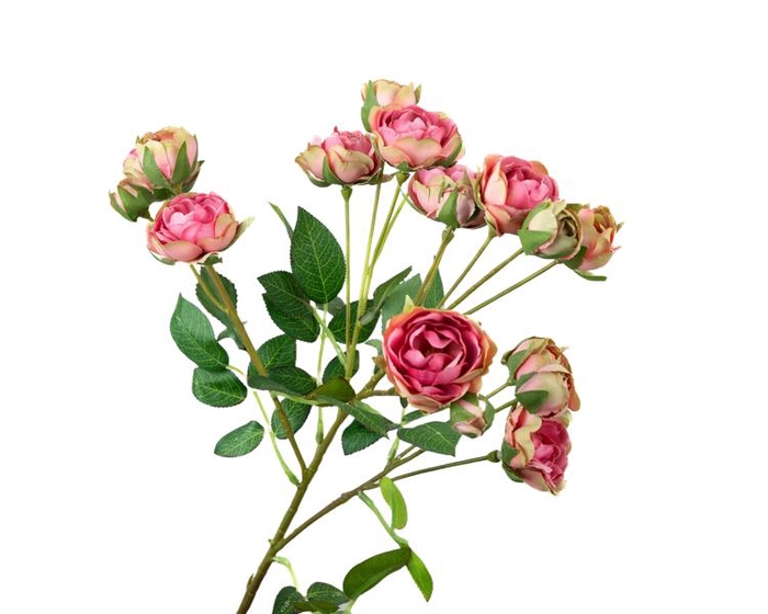 Rosa Spray Pink