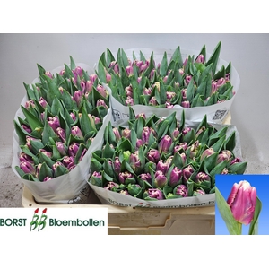 TU PA CRACKER PARROT