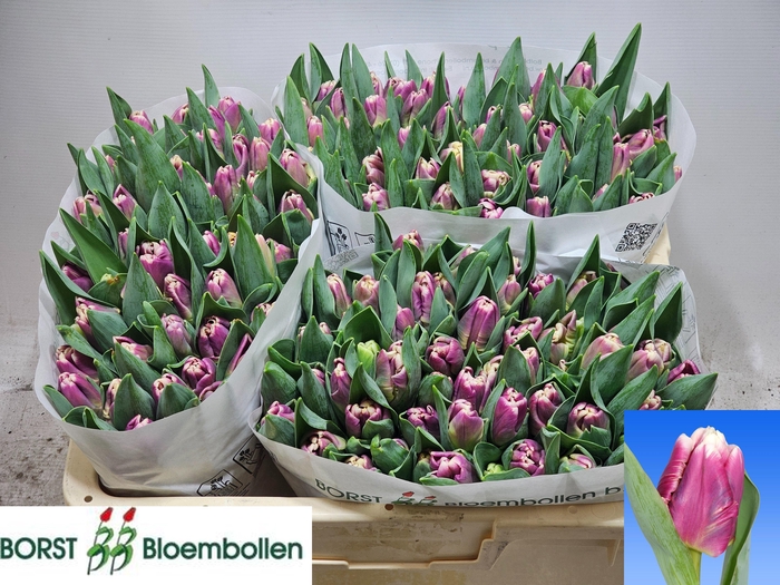 <h4>TU PA CRACKER PARROT</h4>