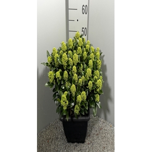 .Skimmia japonica white globe