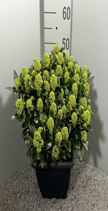 <h4>.Skimmia japonica white globe</h4>