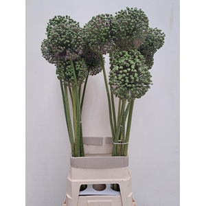 ALLIUM ZAADBOLLEN