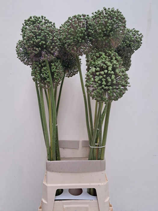 <h4>ALLIUM ZAADBOLLEN</h4>