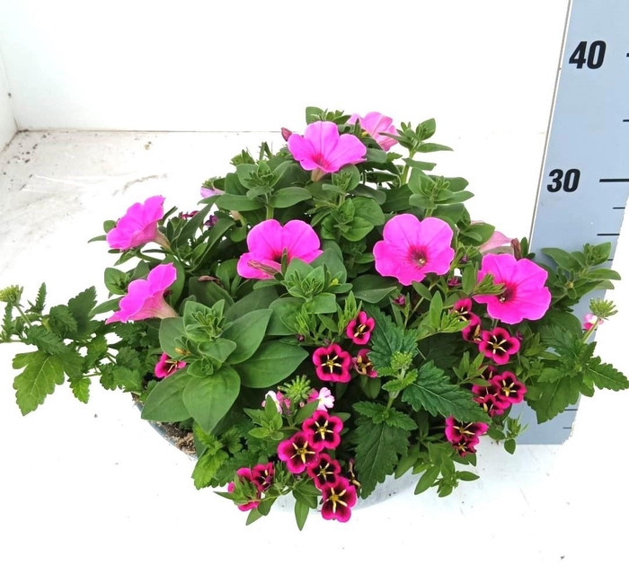 <h4>PERKPL GEM IN POT</h4>