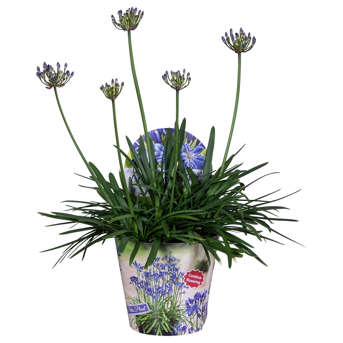 <h4>Agapanthus Summer Love Blue 3+ Potcover</h4>