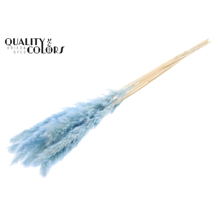 <h4>Fluffy Pampas 10pc/bunch Bleached Light Blue</h4>