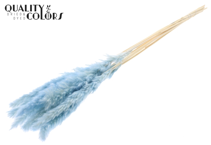 Fluffy Pampas 10pc/bunch Intense Light Blue