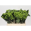 Hypericum Lucky Romance
