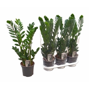 ZAMIO ZAMIIFOLIA