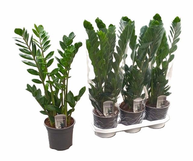 <h4>ZAMIO ZAMIIFOLIA</h4>