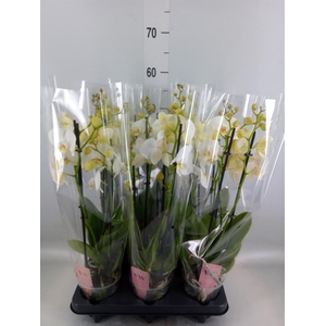 Phalaenopsis  'Ant Inverness'