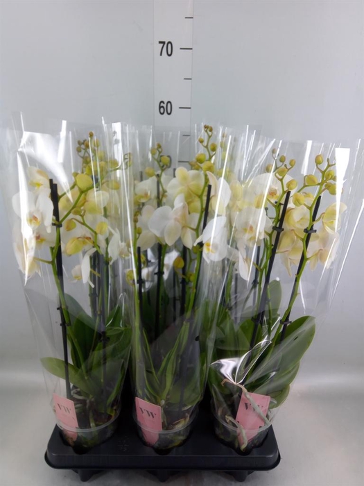 <h4>Phalaenopsis  'Ant Inverness'</h4>