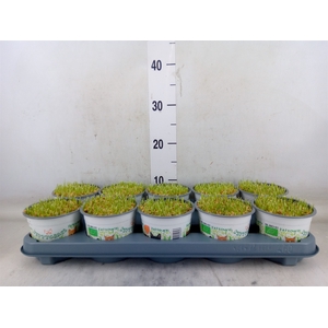 Hordeum sp.   ...kattegras zaai