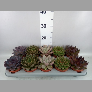 Echeveria   ...mix