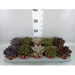 Echeveria   ...mix