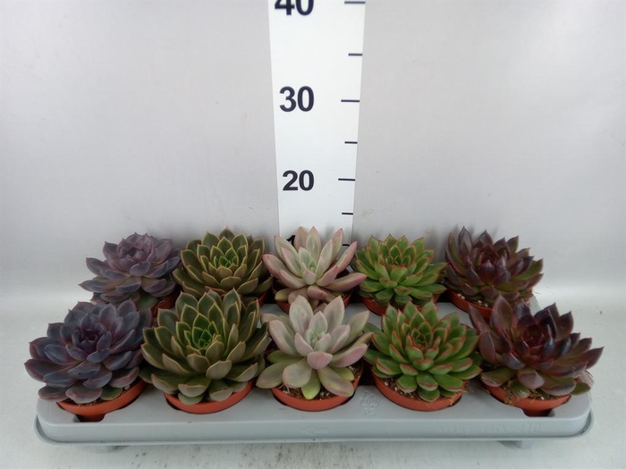<h4>Echeveria   ...mix</h4>