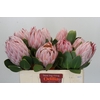 Protea Cynaroides
