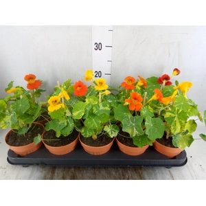 Tropaeolum majus