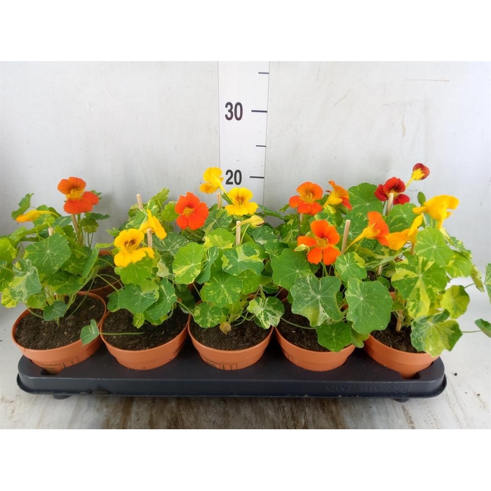 <h4>Tropaeolum majus</h4>