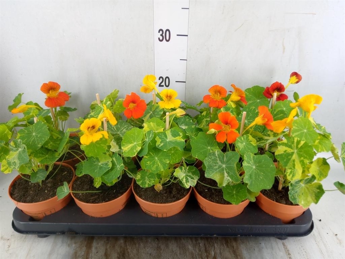 <h4>Tropaeolum majus</h4>