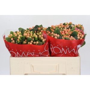 Hypericum Mellow Romance