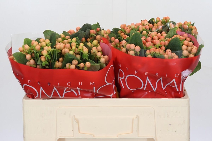 Hypericum Mellow Romance