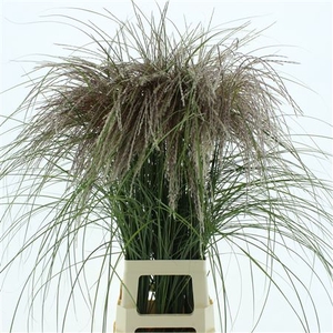 Miscanthus Rosi Pink