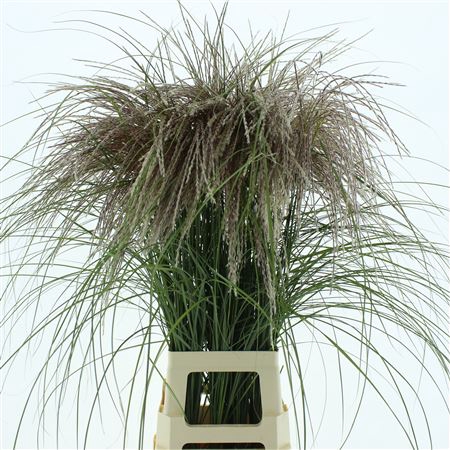 <h4>Miscanthus Rosi Pink</h4>