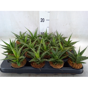 Sansevieria cyl.  ...