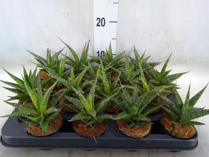 <h4>Sansevieria cyl.  ...</h4>
