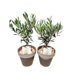 Arr.   Tuinplanten L%