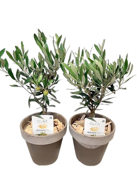 <h4>Arr.   Tuinplanten L%</h4>