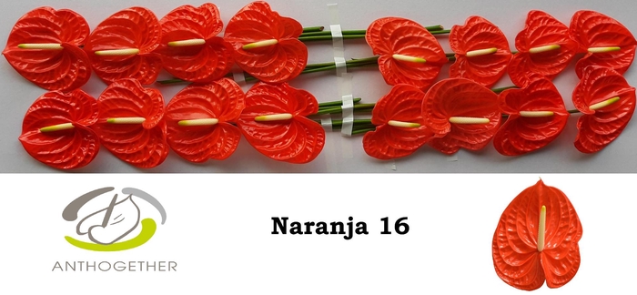 <h4>Anth A Naranja 11 cm X16 Oosterzon</h4>