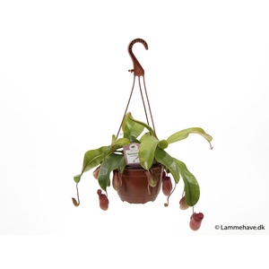 Nepenthes Mirabbilis