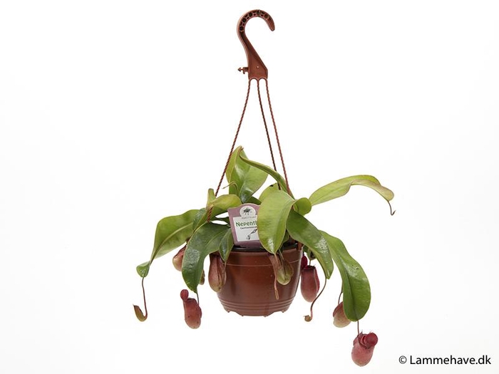 <h4>Nepenthes Mirabbilis</h4>