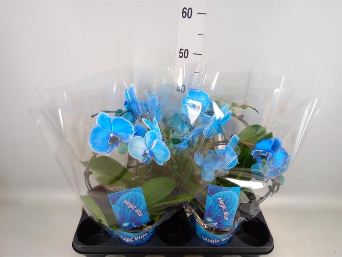 <h4>Phalaenopsis   ...</h4>