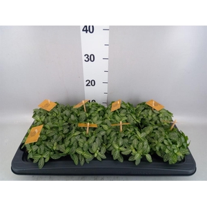 Fittonia verschaf.