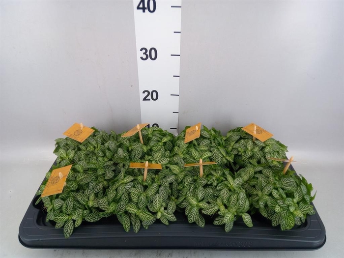 <h4>Fittonia verschaf.</h4>