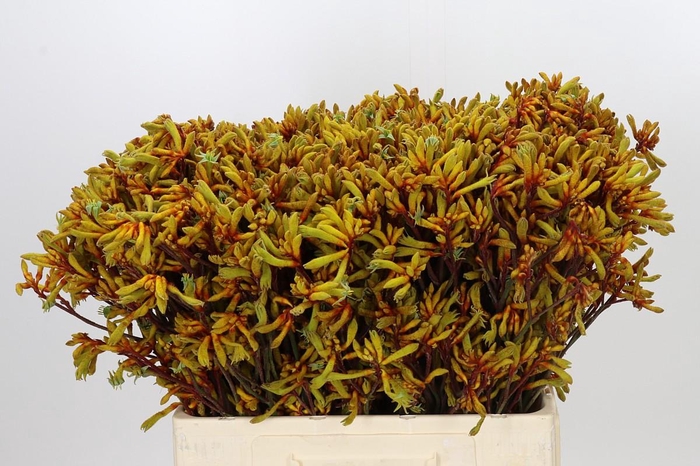 <h4>Anigozanthos Gold Fever</h4>