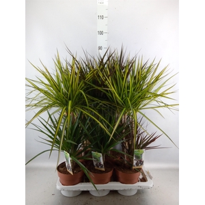 Dracaena   ...mix