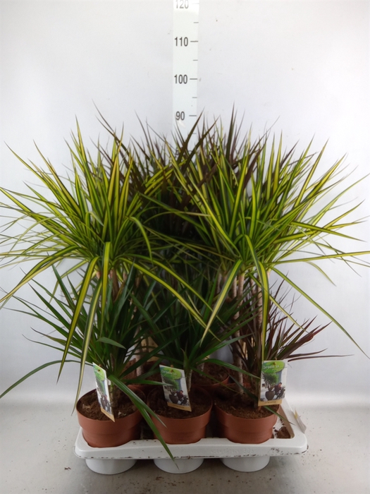 <h4>Dracaena   ...mix</h4>