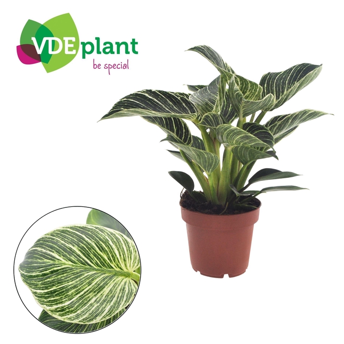 <h4>Philodendron Birkin</h4>