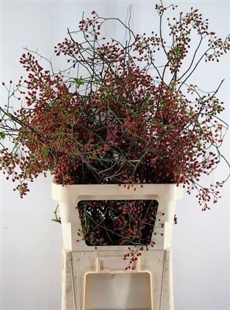 <h4>Rosa Corallo</h4>