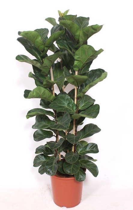 <h4>Ficus Bambino</h4>