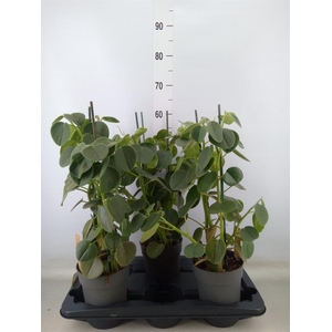 Peperomia