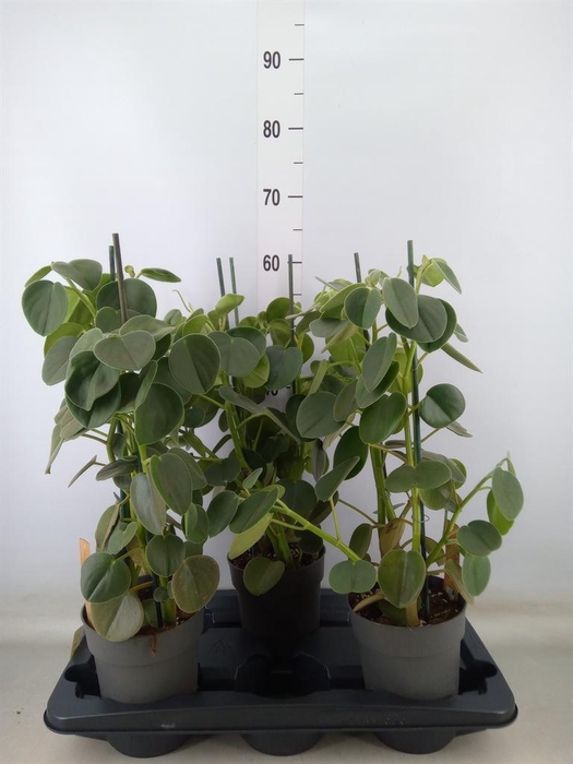 <h4>Peperomia</h4>