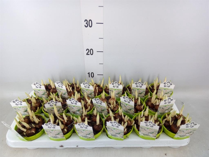 <h4>Crocus vernus 'Jeanne d'Arc'</h4>