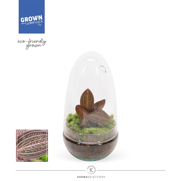 <h4>Mimesis Jewel Orchid KARMA Ludisia Ruby - Terrarium</h4>